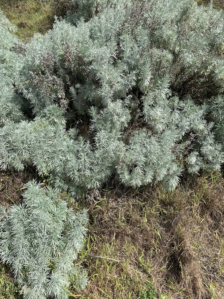 Tree wormwood (Artemisia arborescens) Flower, Leaf, Care, Uses ...