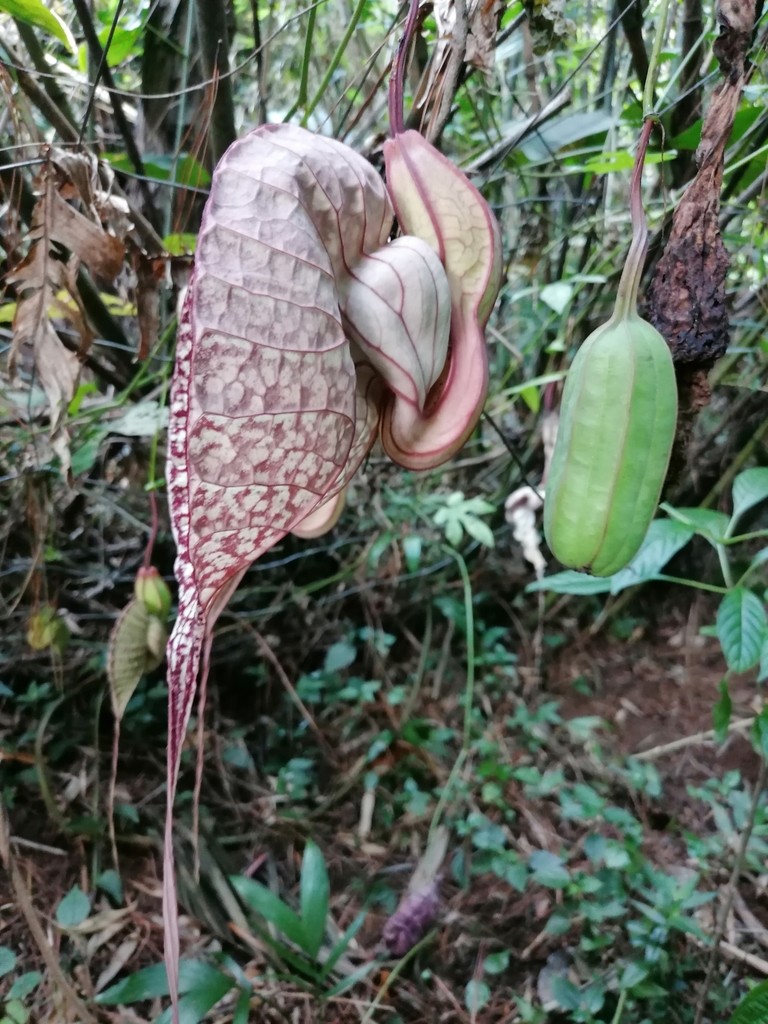 Duck flower, a.k.a, the pelican flower, is a deciduous vine with