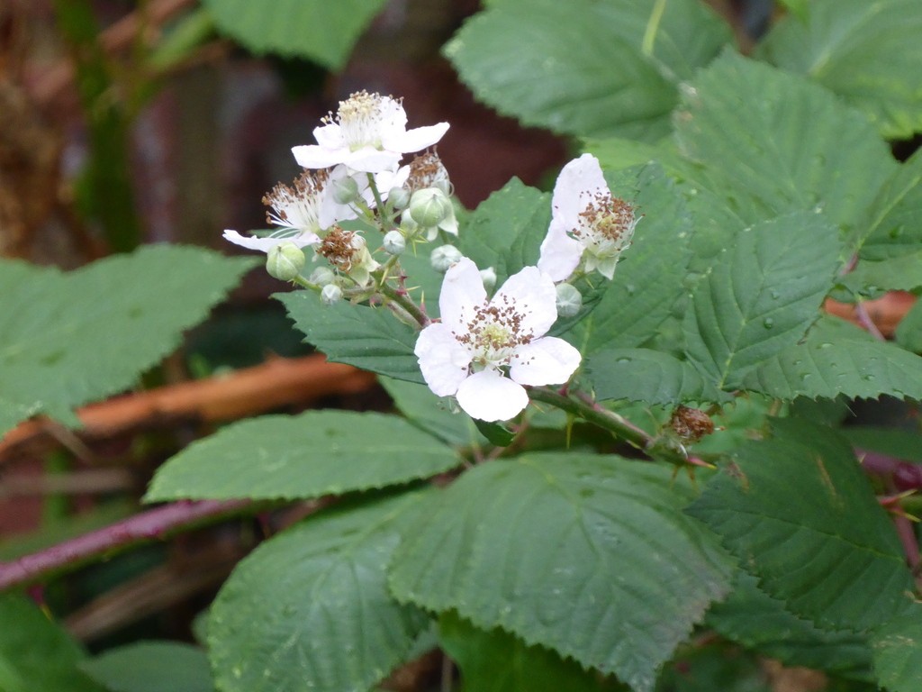 All About Brambles: The Many Marvelous Plants in the Rubus Genus