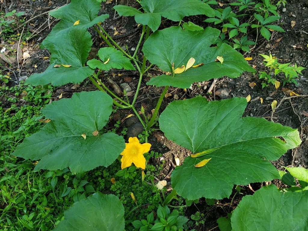 Paillage courgette : tout ce que vous devez savoir !