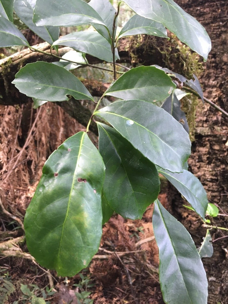 Ilex paraguariensis (Yerba Mate) - Keeping It Green Nursery
