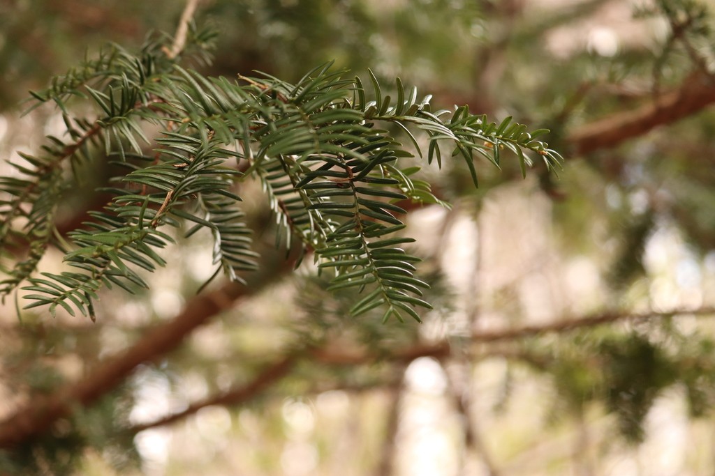 紅豆杉屬 (Taxus)