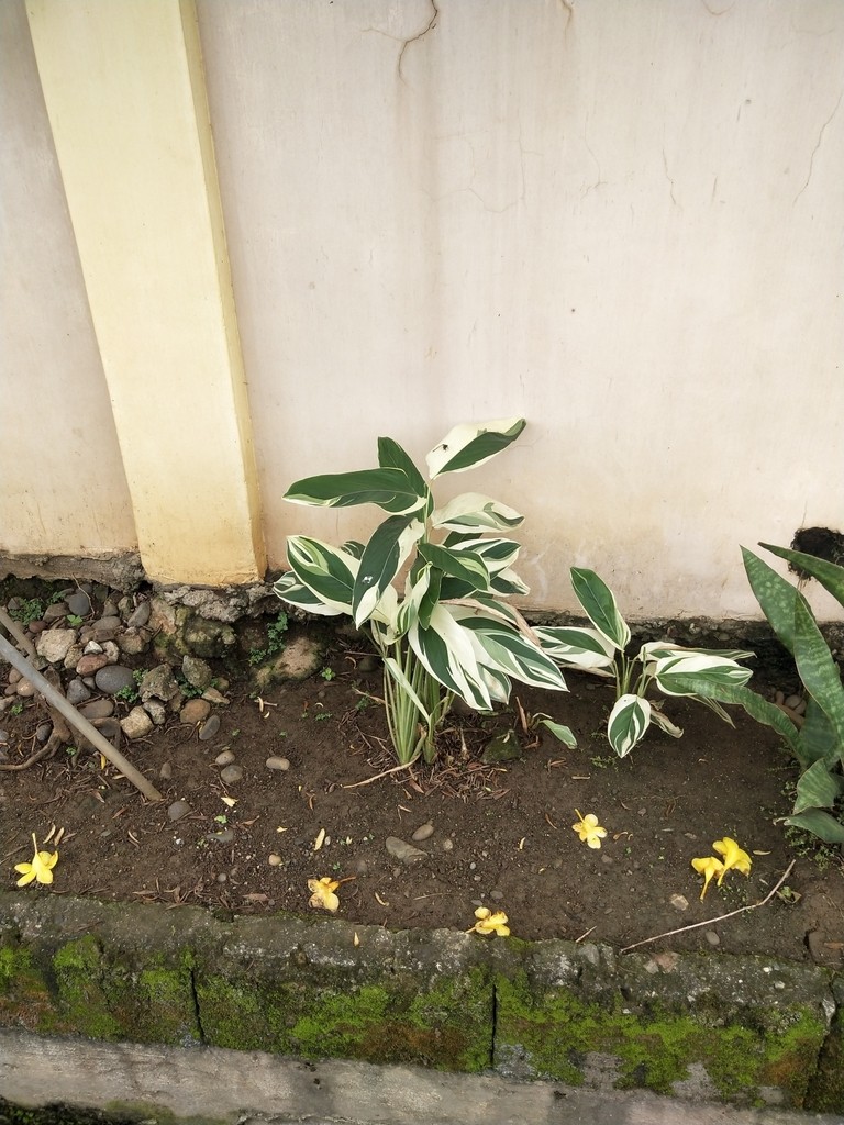 Arrowroot 100g Sri Lanka Pure Quality 100% Natural Maranta arundinacea  Ceylon