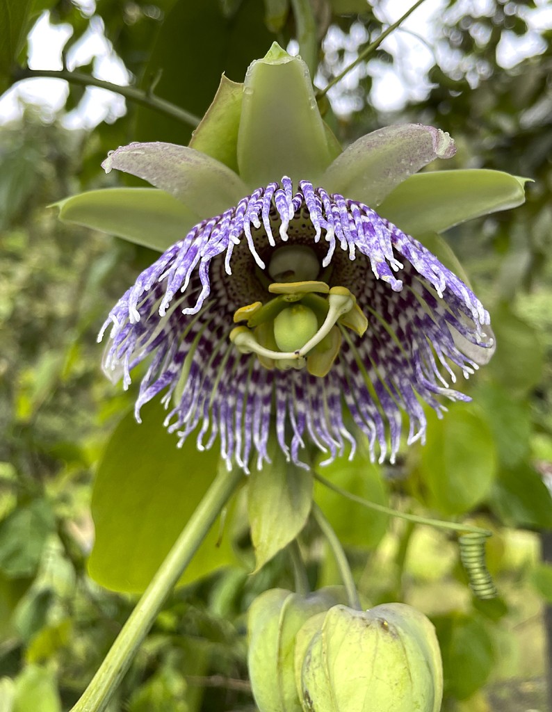 Сладкая гранадилла (Passiflora ligularis) - PictureThis