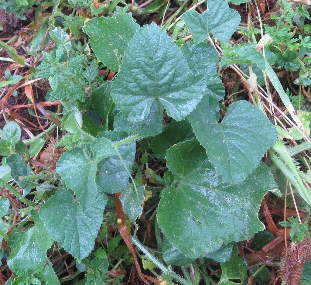 Кивано (Cucumis metuliferus) - PictureThis