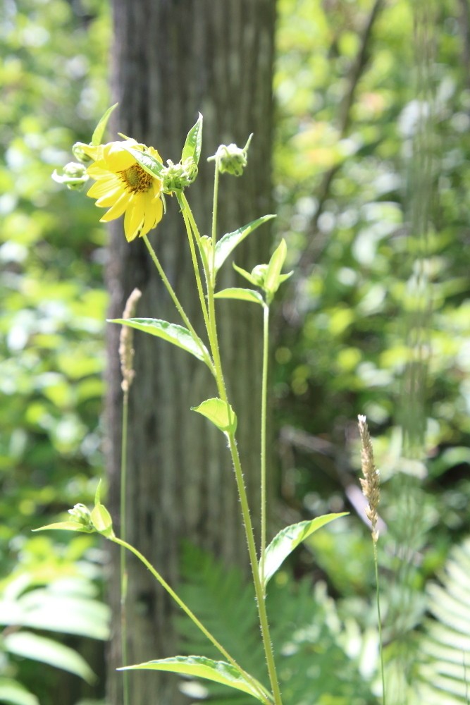 Helianthus giganteus