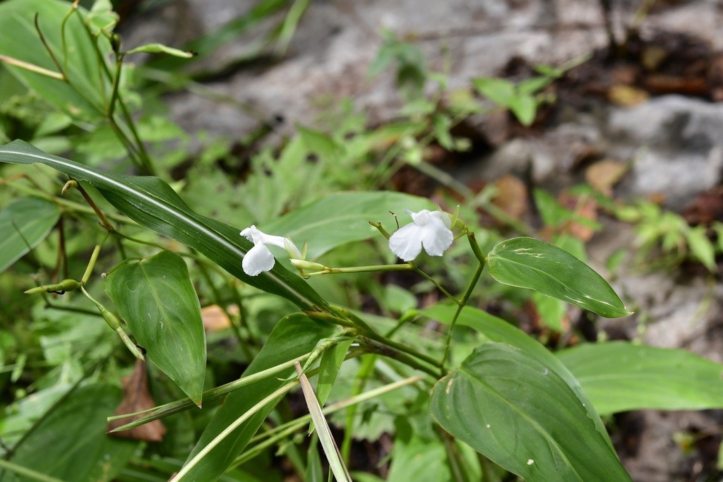 Maranta arundinacea - Bermuda Arrowroot - Seeds