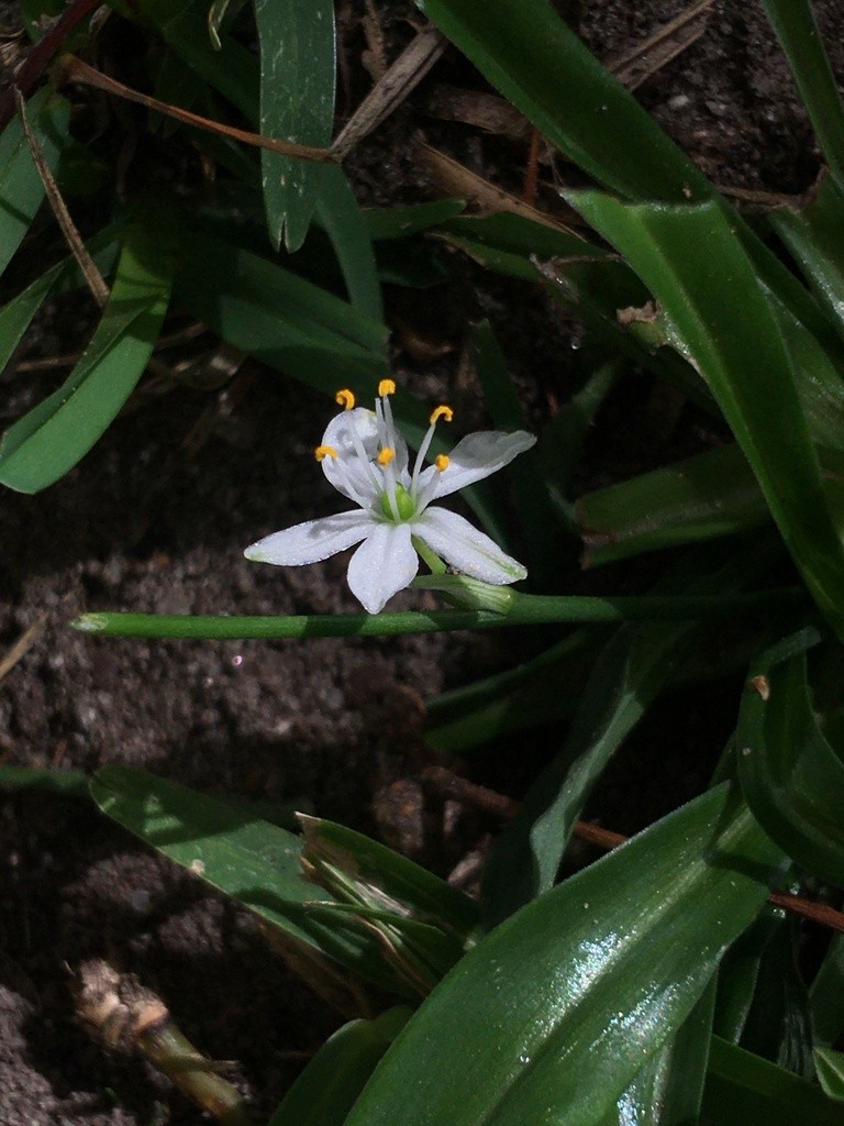 Falangio (Chlorophytum)