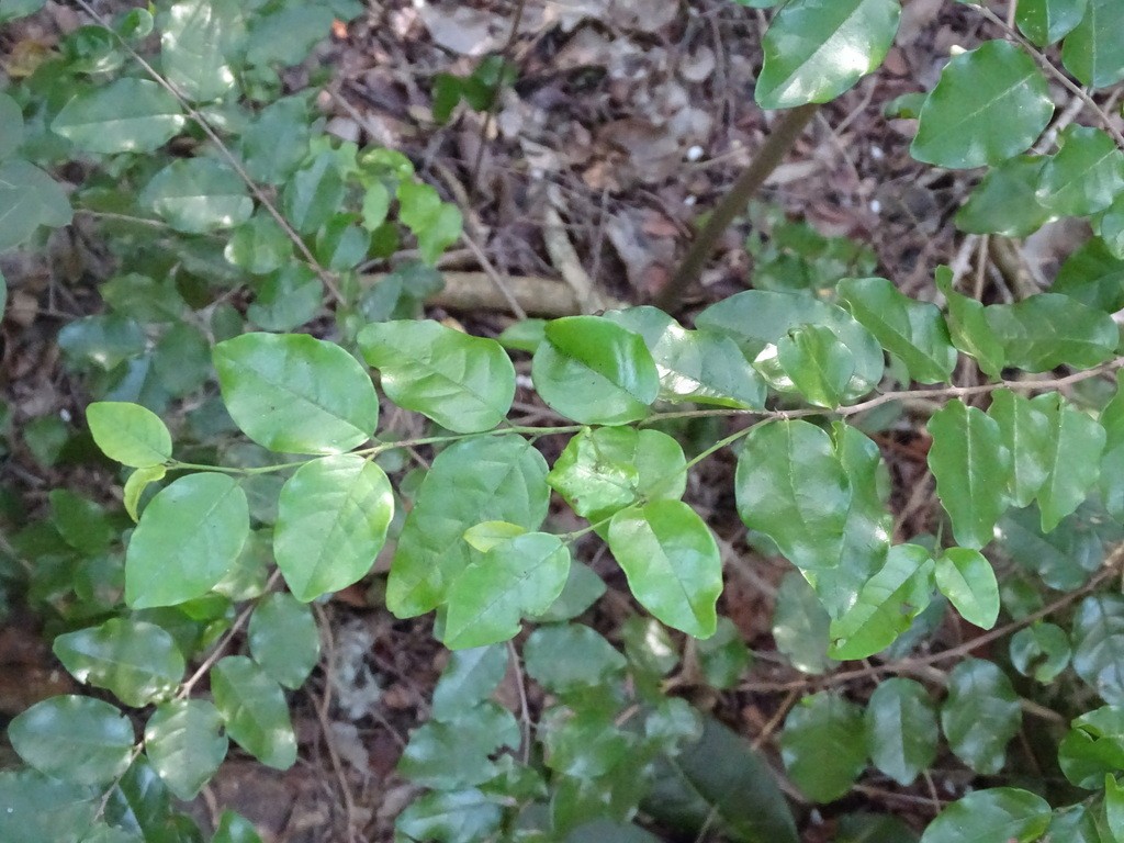 How to Plant and Grow Black ironwood(Krugiodendron ferreum)