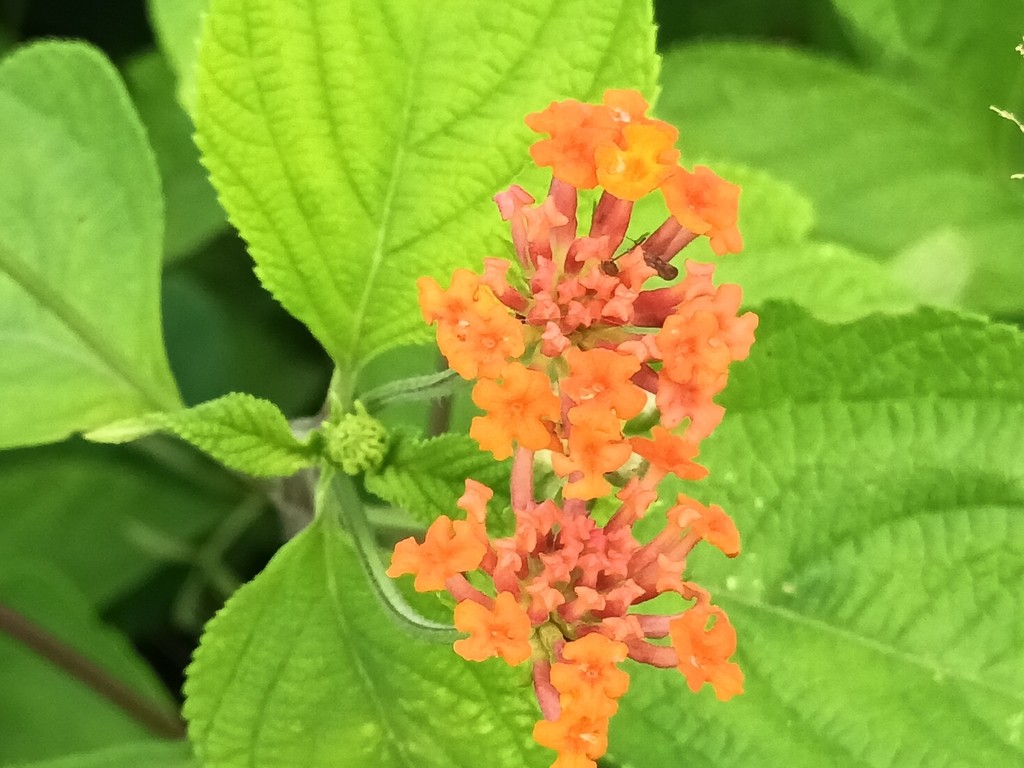 Lantana trifolia