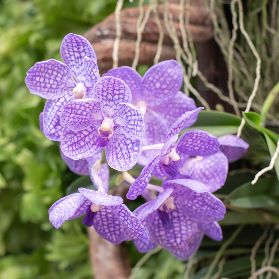 Are Blue Orchids Real? The Ultimate Truth
