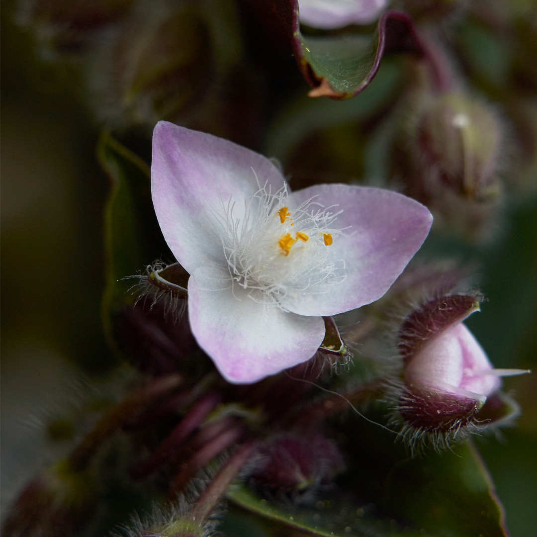 Tradescantia cerinthoides уход (почву, удобрение, обрезка) - PictureThis