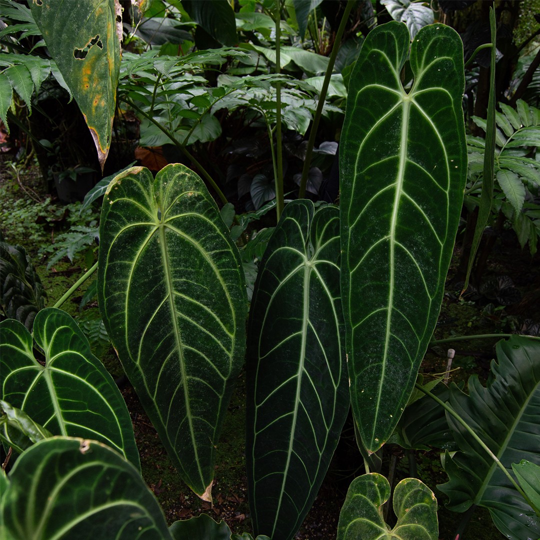 Queen anthurium (Anthurium warocqueanum) Flower, Leaf, Care, Uses