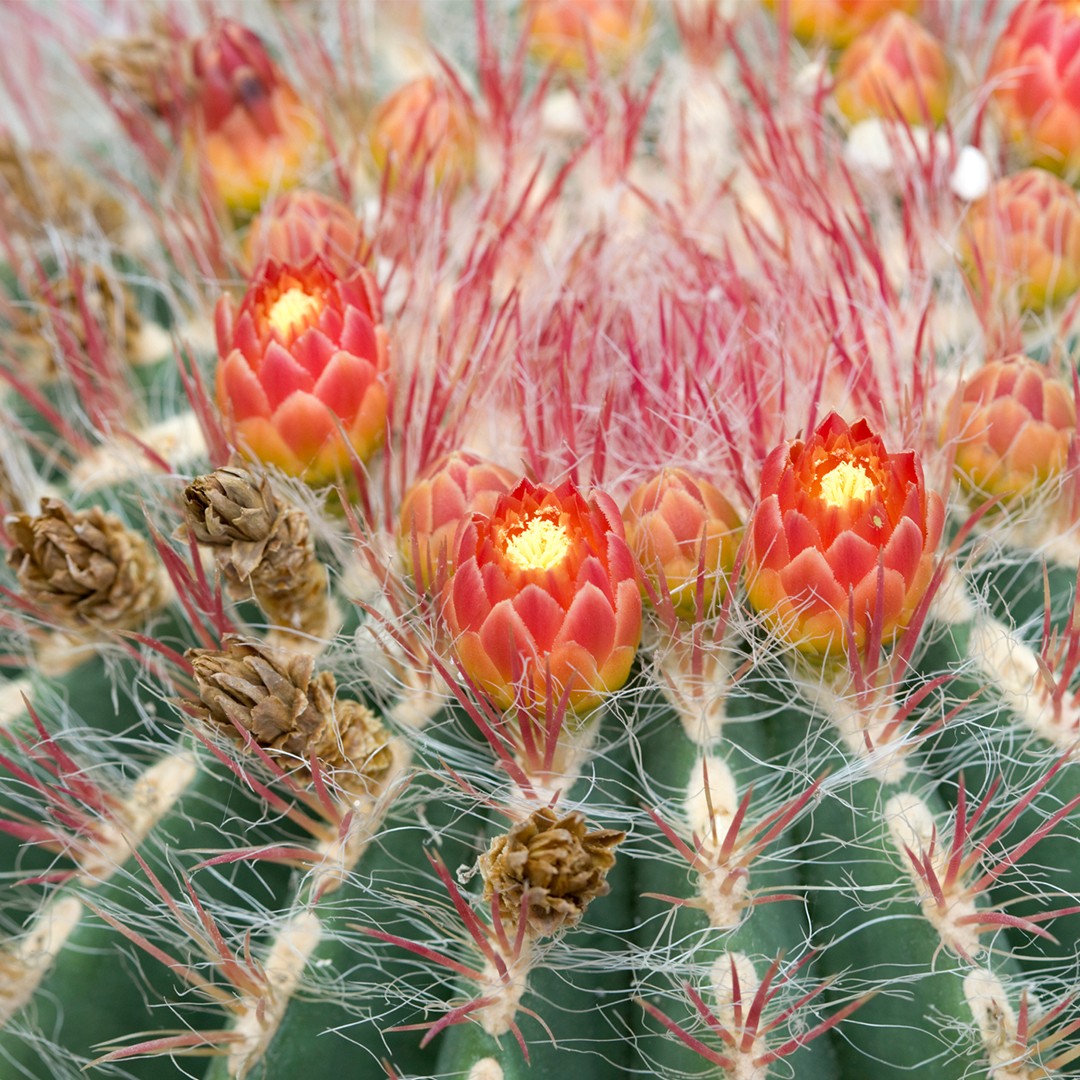 Ferocactus pilosus уход (почву, удобрение, обрезка) - PictureThis