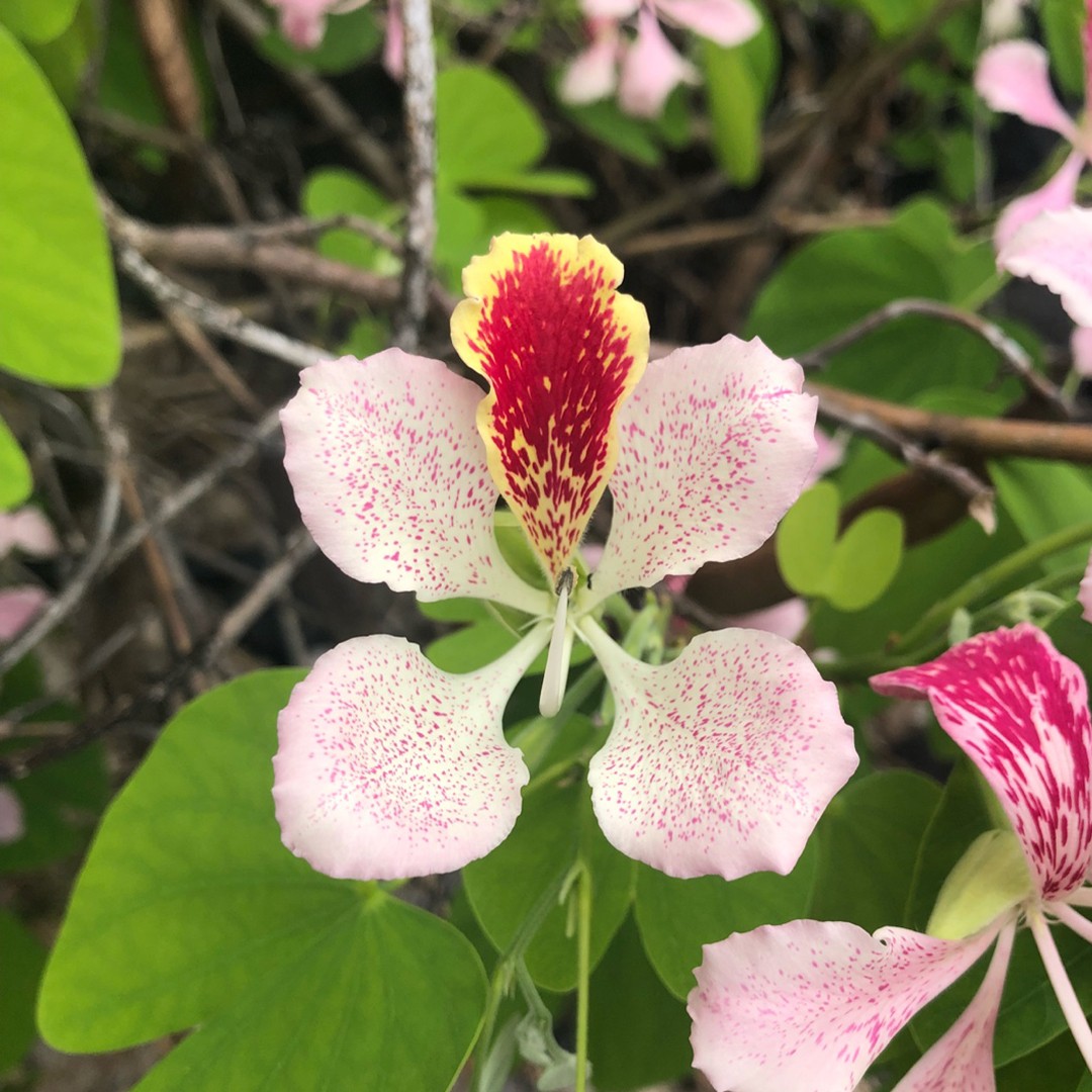 is-the-pink-bauhinia-an-evergreen-picturethis