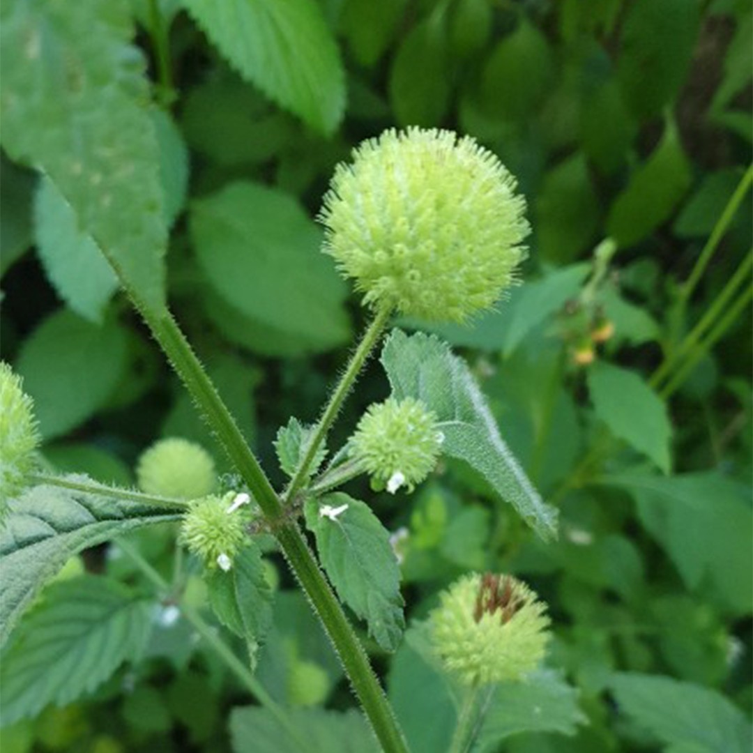 Hyptis capitata - PictureThis