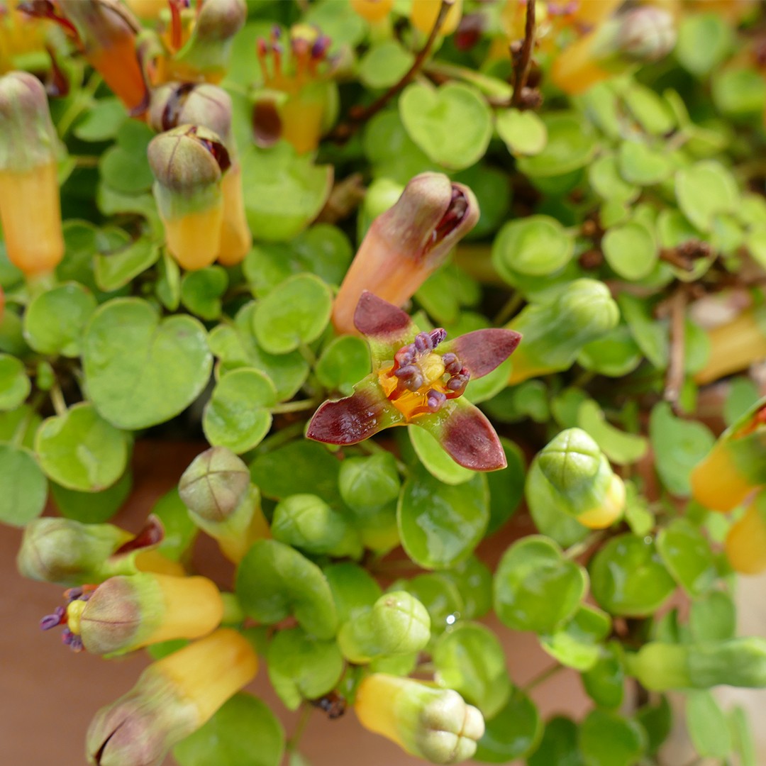 Fuchsia procumbens уход (почву, удобрение, обрезка) - PictureThis