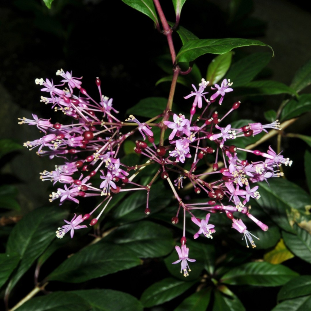 Fuchsia paniculata уход (почву, удобрение, обрезка) - PictureThis