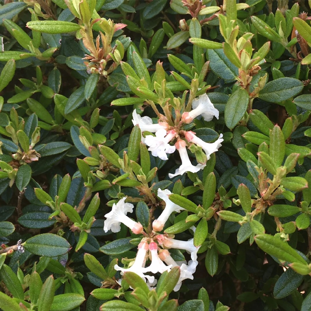 Rhododendron radendum - PictureThis