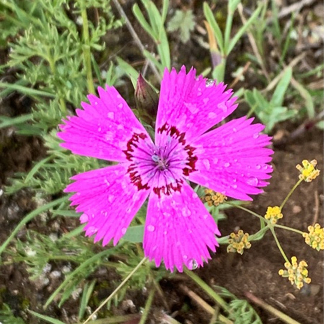 Is dianthus poisonous to sales dogs