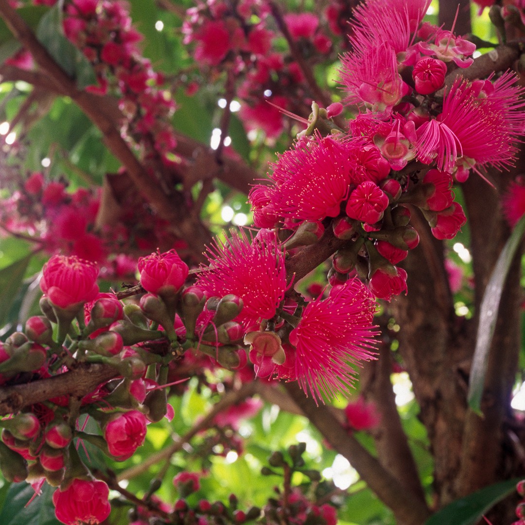 Como cultivar y cuidar una Pomarrosa