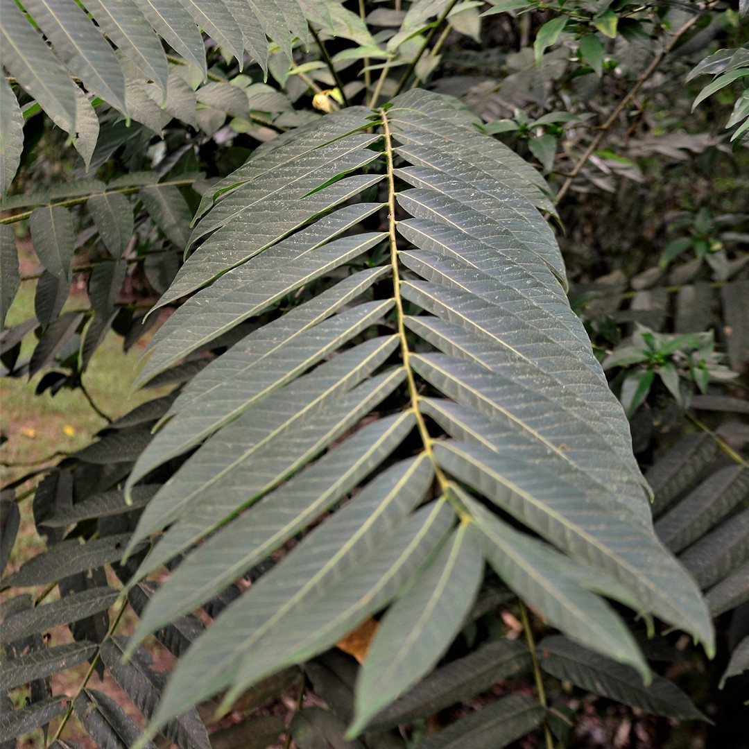 Toona ciliata - PictureThis