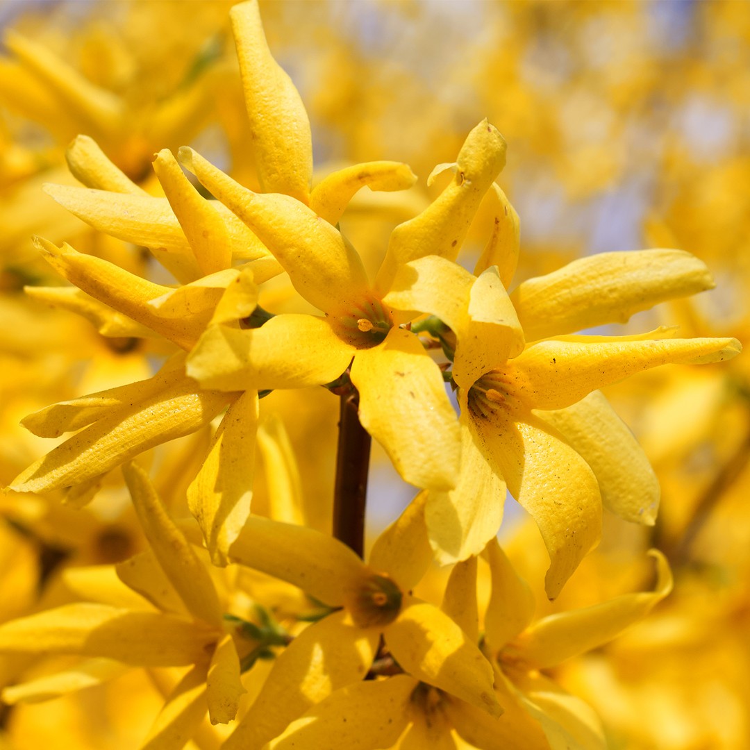 Forsythia koreana уход (почву, удобрение, обрезка) - PictureThis