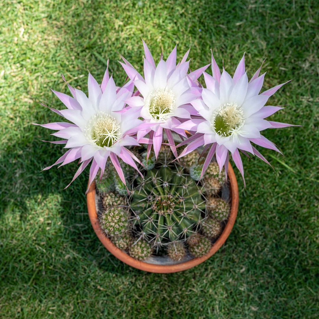 Echinopsis × wilkensii уход (почву, удобрение, обрезка) - PictureThis