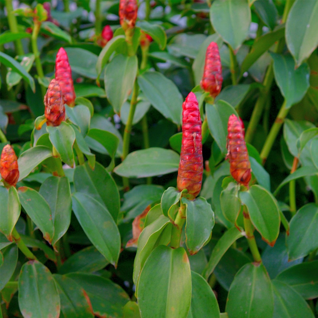 13+ Red Button Ginger Plant