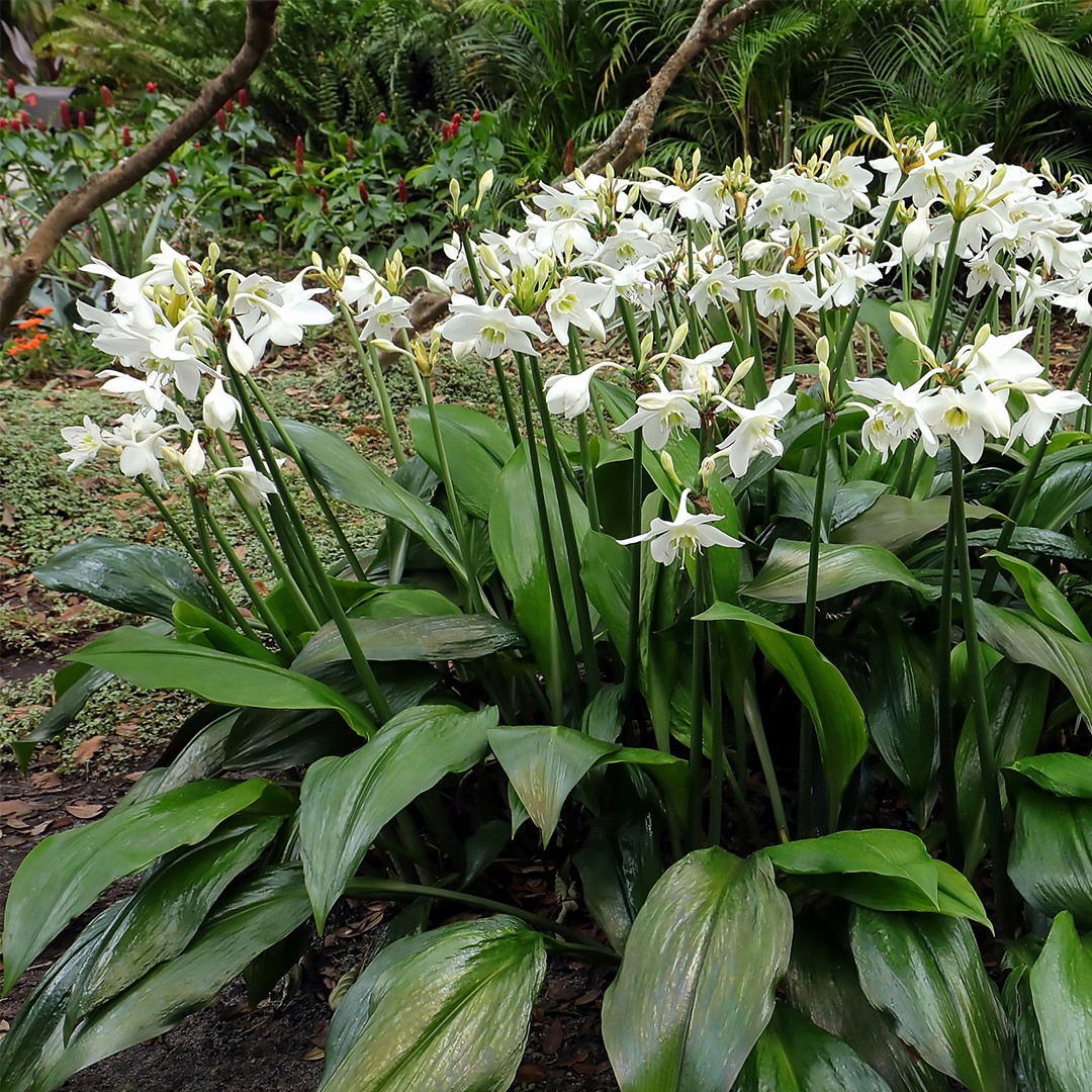 アマゾンリリー (Eucharis grandiflora) 花言葉，毒性，よくある質問