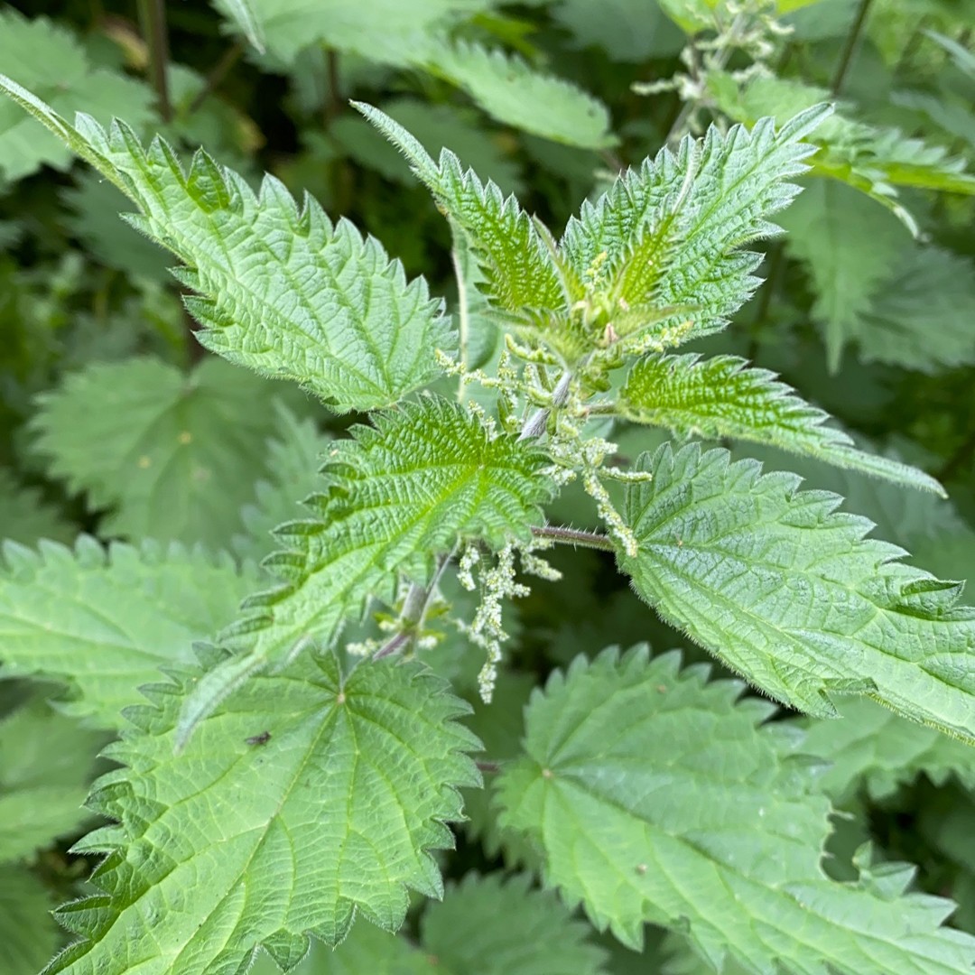 Urtica dioica subsp. dioica уход (почву, удобрение, обрезка) - PictureThis