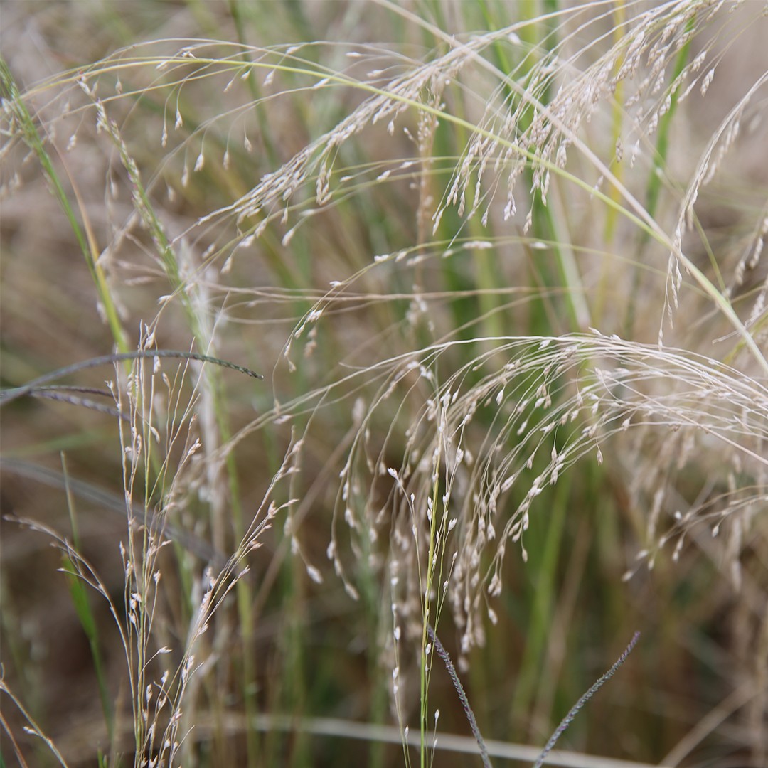 Теф (Eragrostis tef) - PictureThis