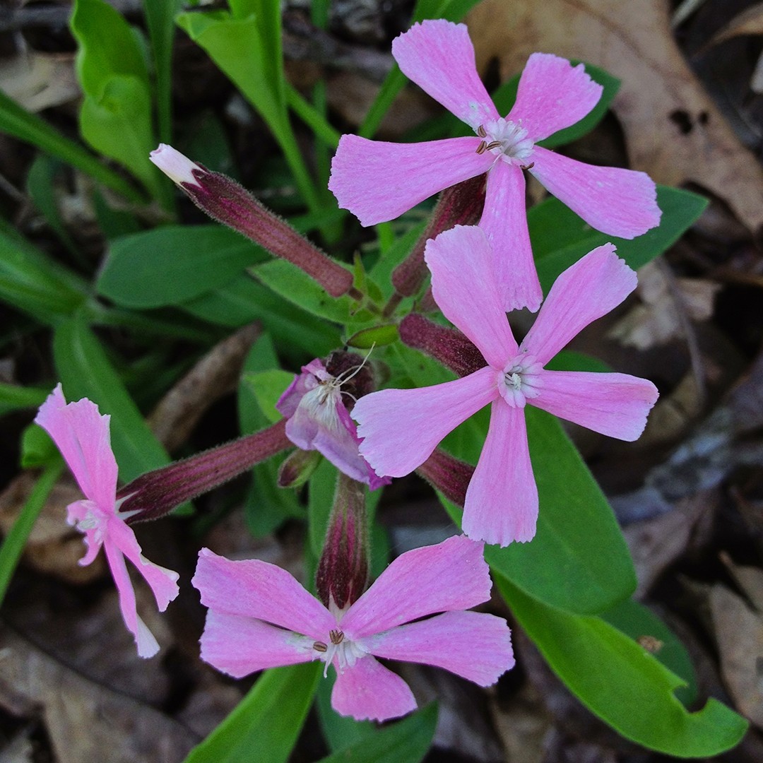 Silene caroliniana - PictureThis