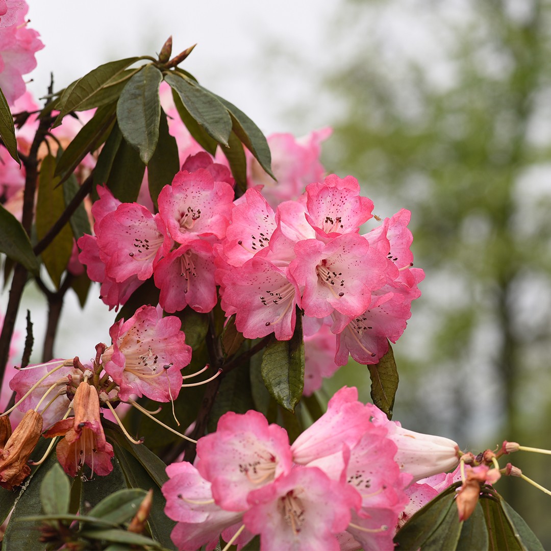 🌿 Как пересадить Rhododendron agastum? (Оптимальное время, методы и уход  после пересадки)