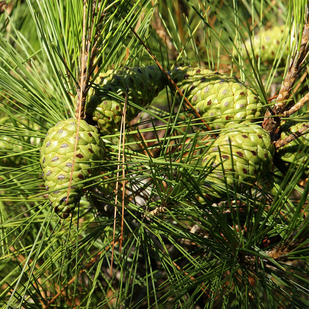 Black pine (Pinus nigra subsp. nigra) Flower, Leaf, Care, Uses ...