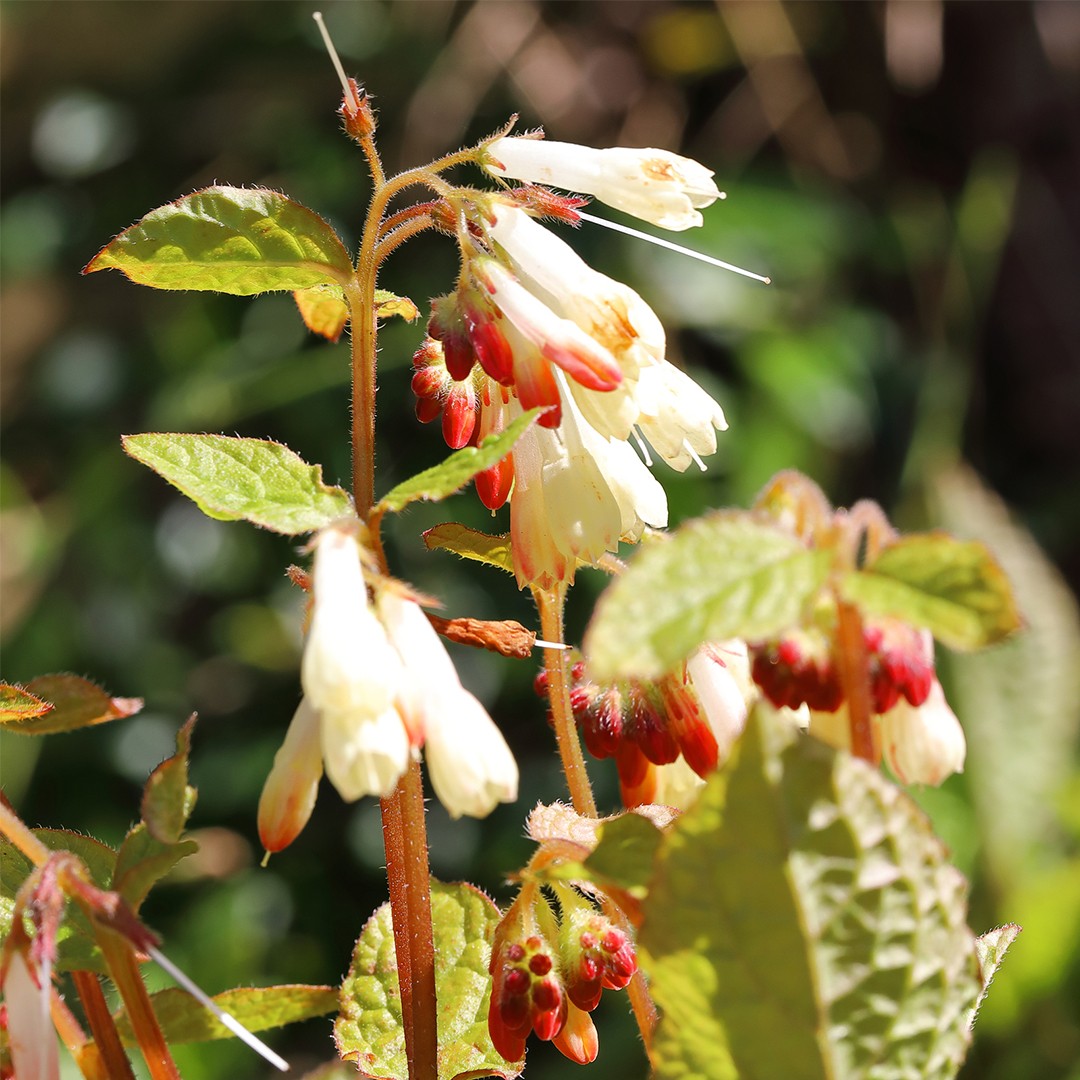 Comfrey (Symphytum grandiflorum) Flower, Leaf, Care, Uses - PictureThis