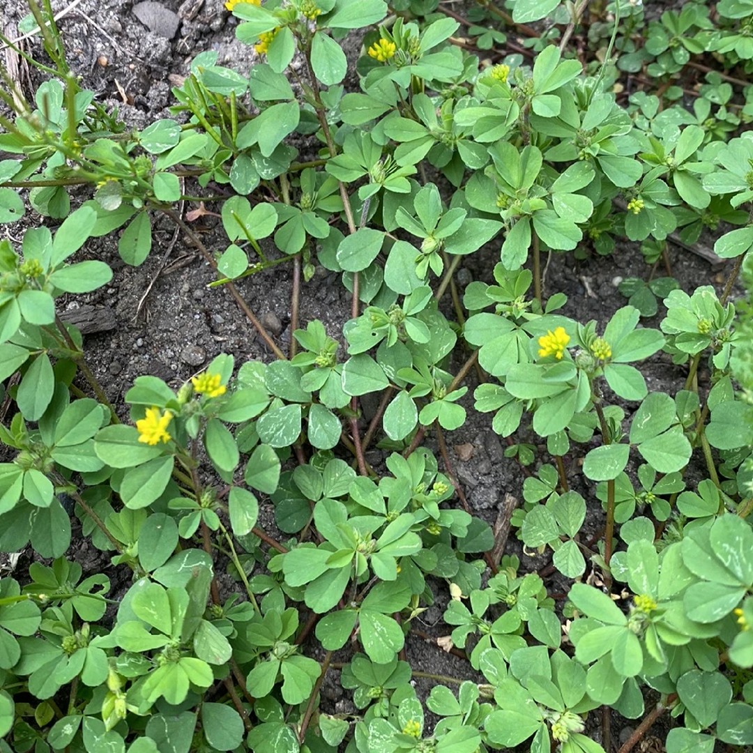 Lesser suckling clover (Trifolium micranthum) Flower, Leaf, Care, Uses -  PictureThis