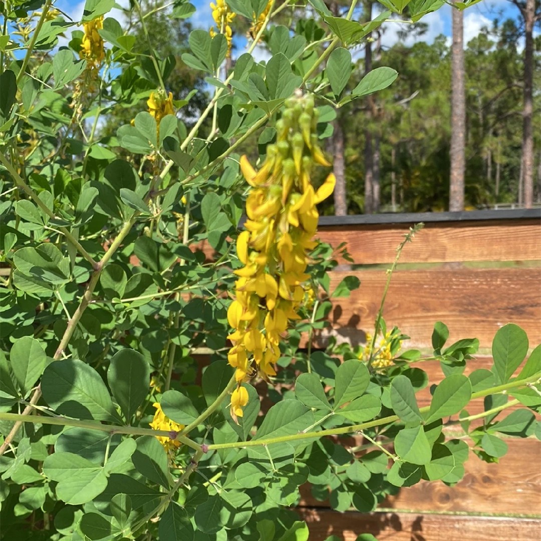 Fenugreeks (Trigonella) Flower, Leaf, Care, Uses - PictureThis