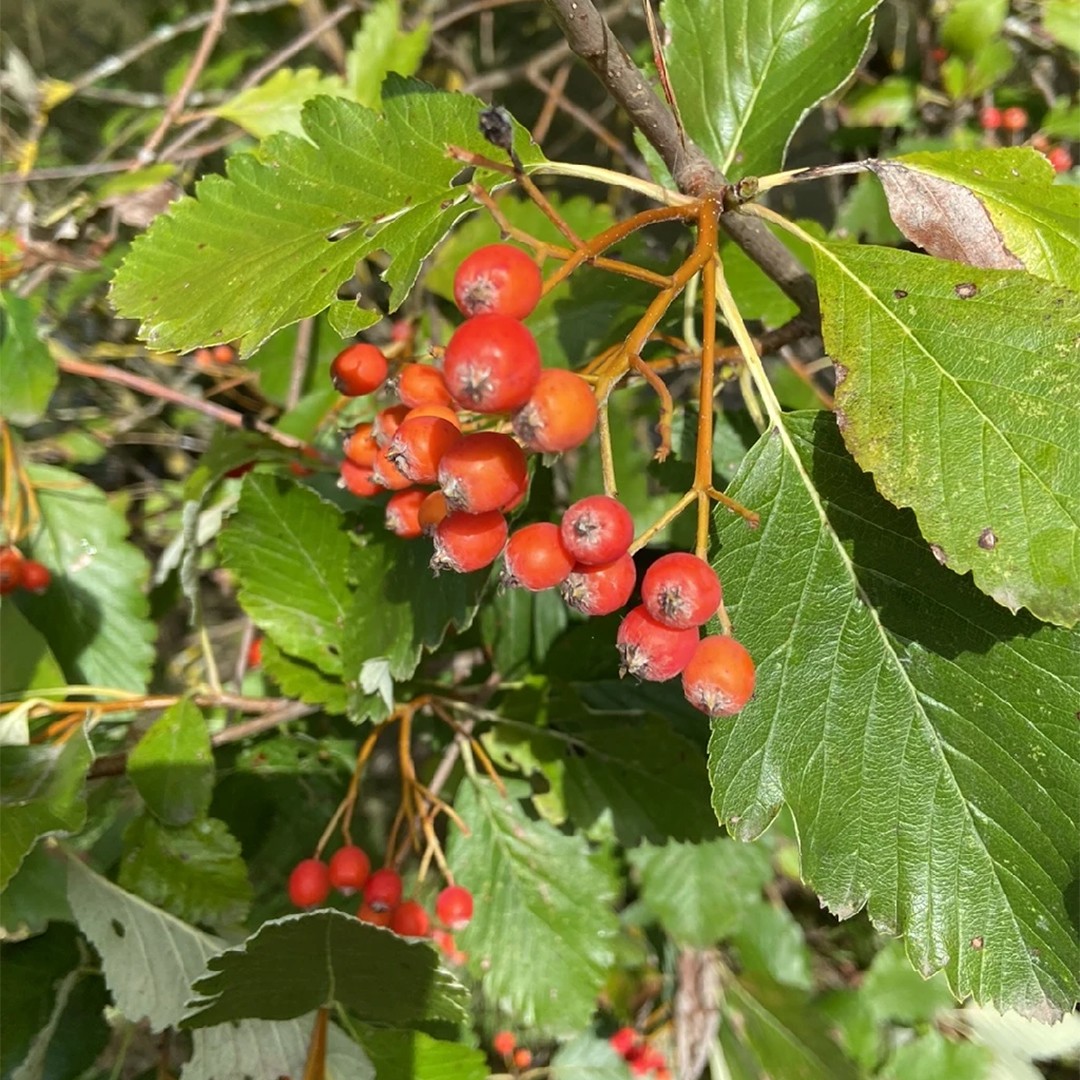 Рябина Мужо (Sorbus mougeotii) - PictureThis