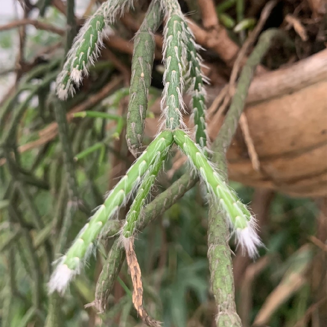 Рипсалис пилокарпа (Rhipsalis pilocarpa) - PictureThis