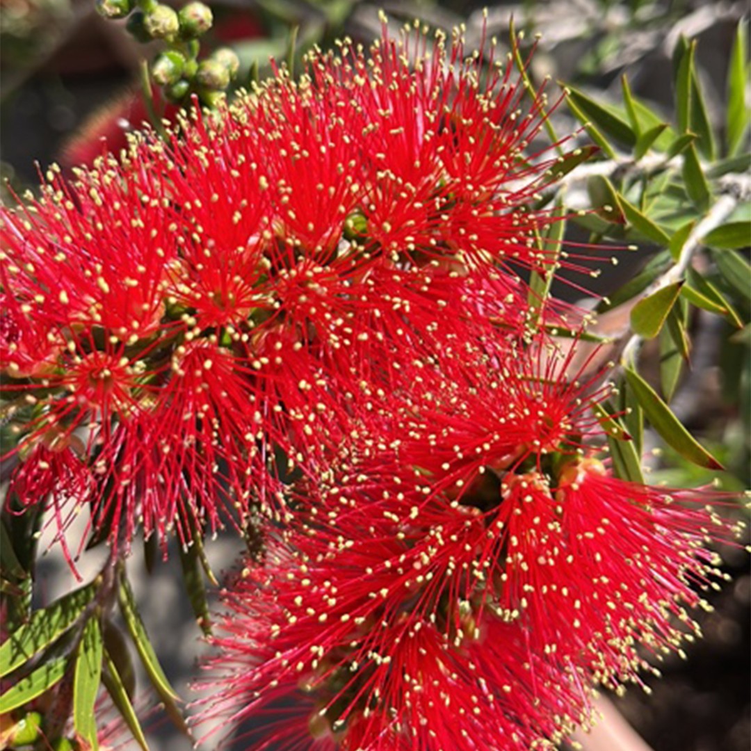 Common Bottlebrush Diseases - Learn About Bottlebrush Disease Treatment