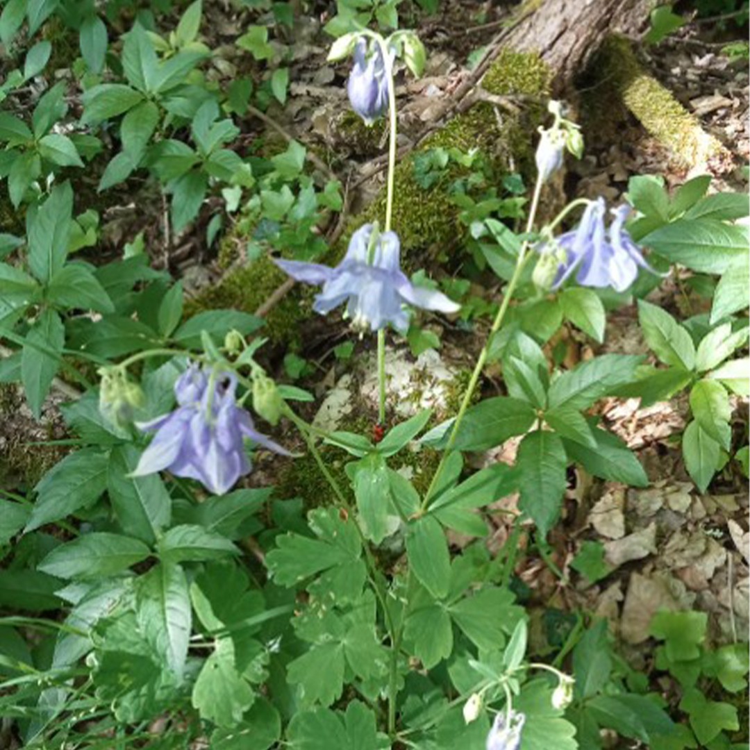 Aquilegia dumeticola уход (почву, удобрение, обрезка) - PictureThis