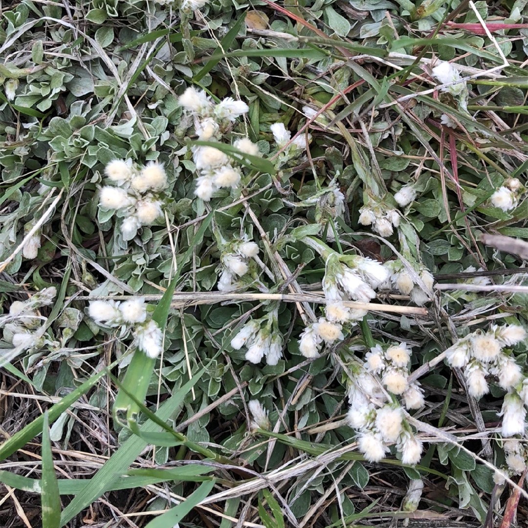 Antennaria parvifolia уход (почву, удобрение, обрезка) - PictureThis