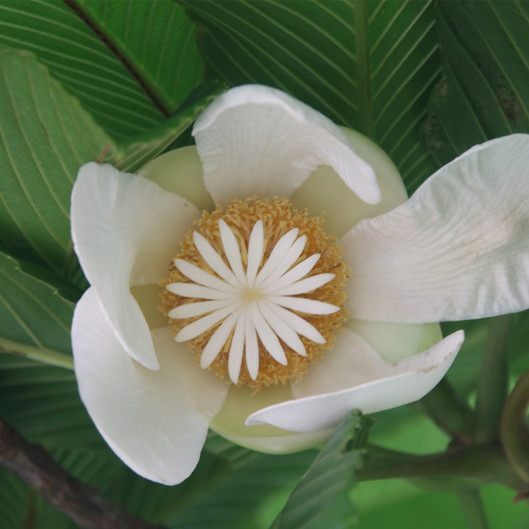 Maçã-de-elefante (Dillenia indica) - PictureThis