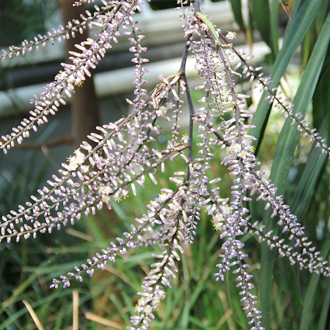 Кордилина прямая (Cordyline stricta) - PictureThis