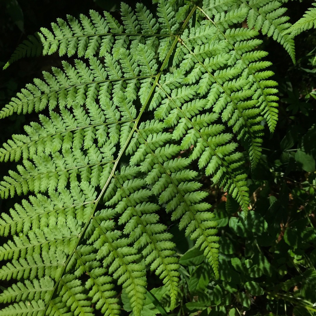 How To Prune Broad buckler fern?