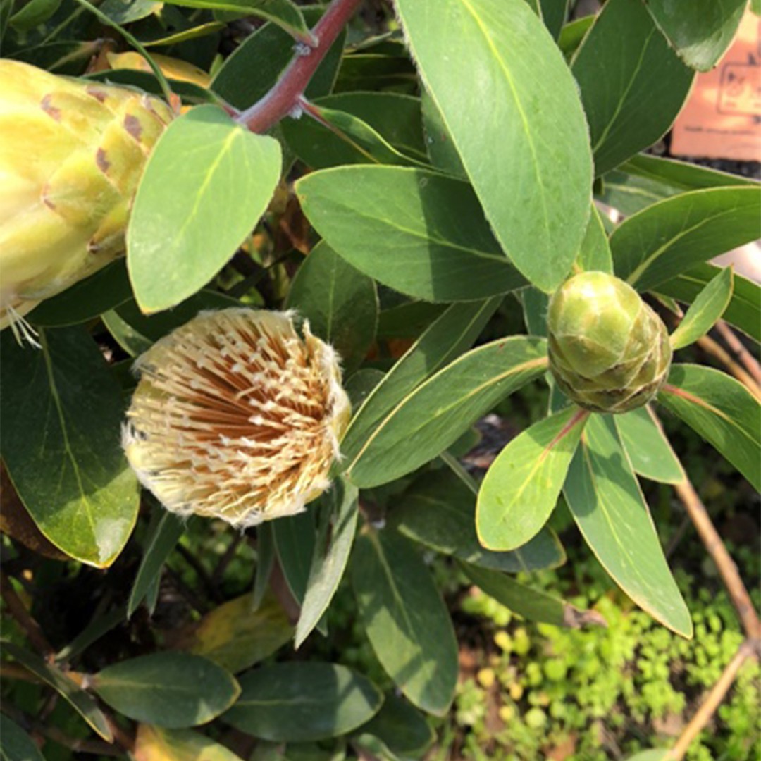 Zuckerbüsche (Protea)