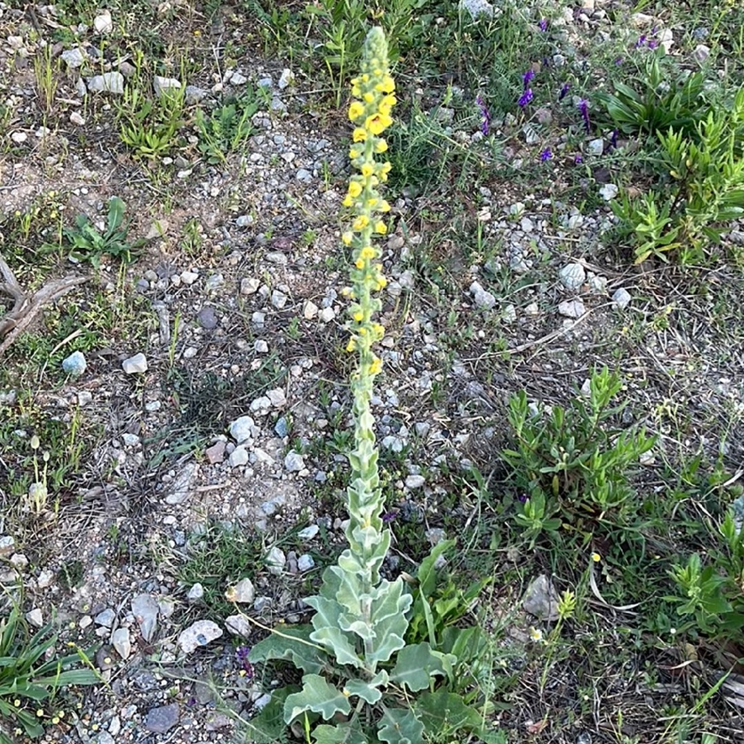 Коровяк Бурхаве (Verbascum boerhavii) - PictureThis