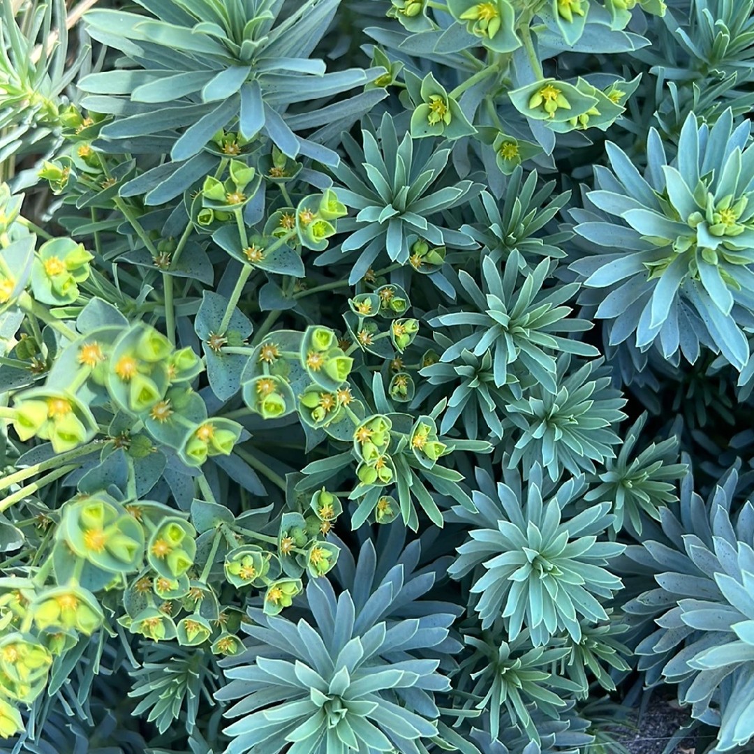 Молочай (Euphorbia portlandica) - PictureThis