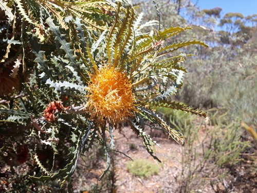 Banksia Nobilis 花言葉 学名 よくある質問 Picturethis